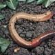 Интересные факты о круглых червях